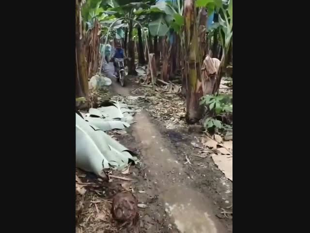 На банановой плантации
