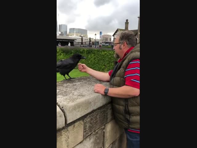 Разговорчивый ворон