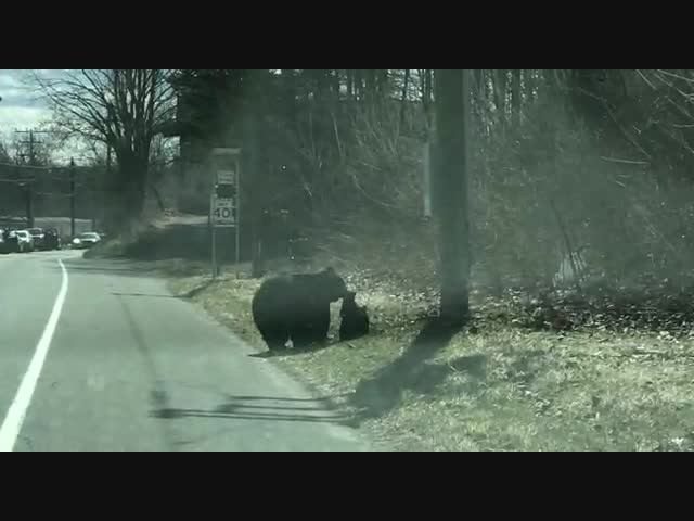 Перешли дорогу благополучно...