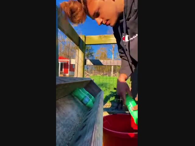 Утро на ферме