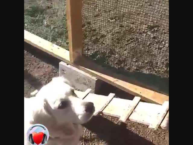 Куры только его по ходу и слушаются