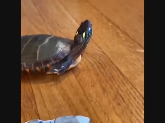 Гоночная черепаха