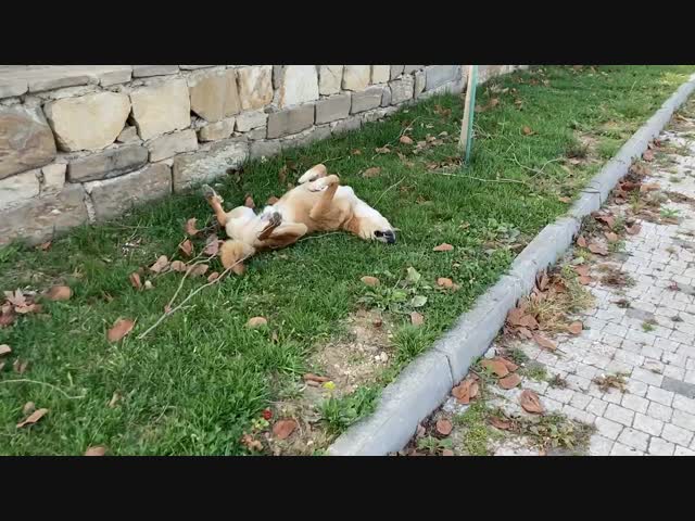 Самый ленивый пёс в мире