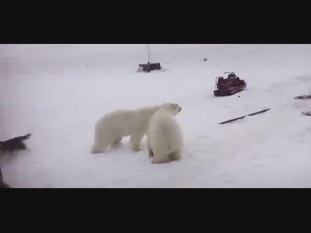 Как отгонять белого медведя