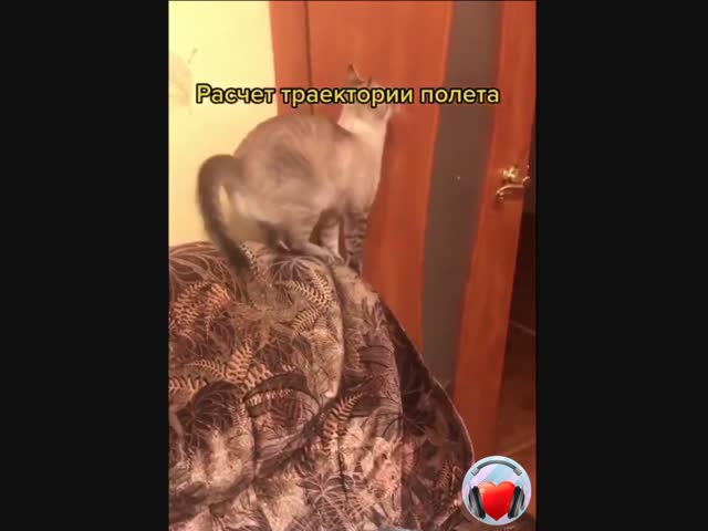 Кошачий вундеркинд