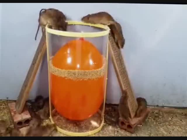 Надувной шарик и мыши