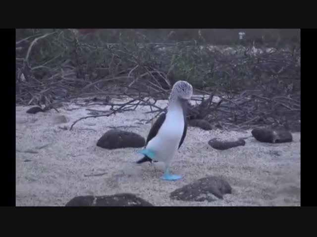 Необычная такая вот птичка - олуша голубоногая