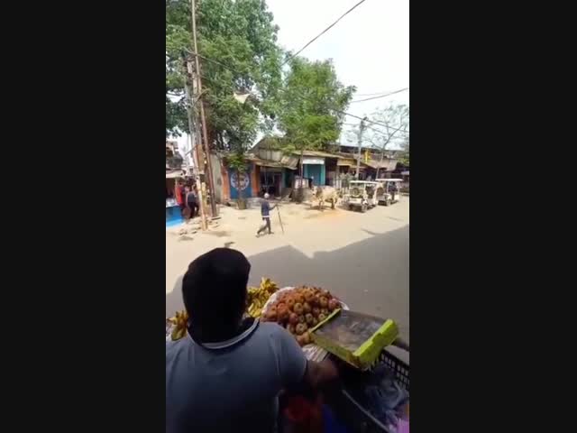 Священная корова и простой индус