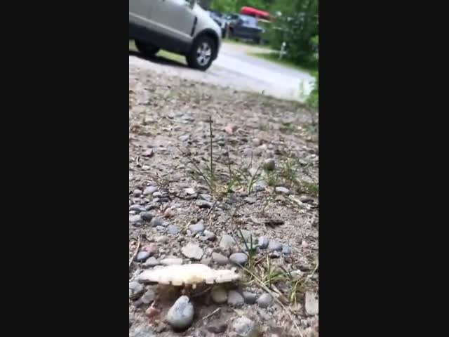 Завтрак барсука