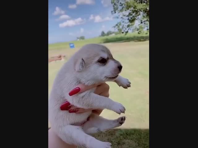 Маленькие хаски