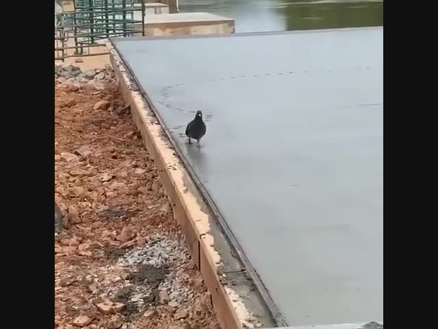 Маленький пернатый засранец