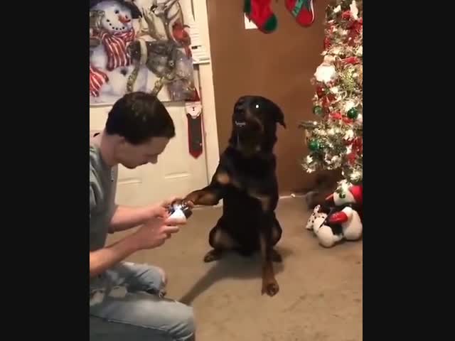 Не бойтесь, он не кусается