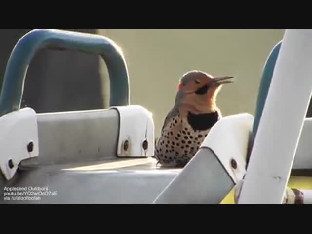 Дятел-пулемётчик