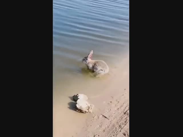 Сказка про дедушку Мазая и зайцев - ложь