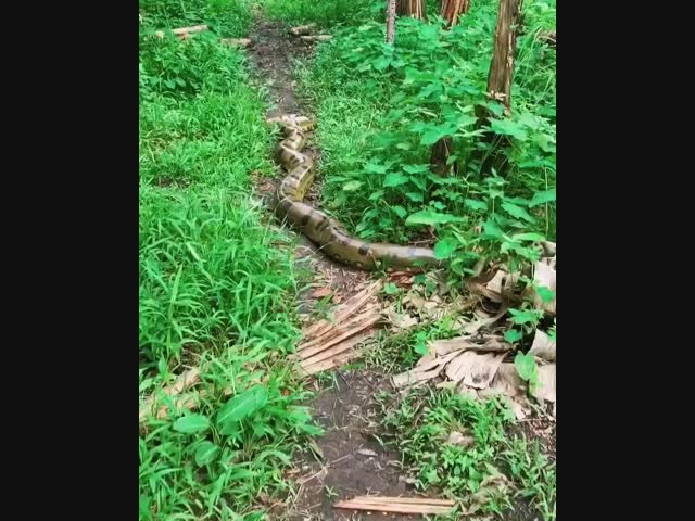 Ленивец проходит мимо анаконды