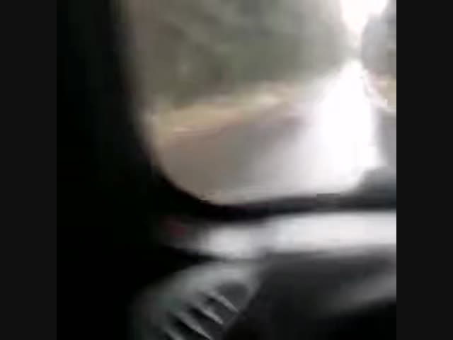 Тренировка лаек, когда нет снега