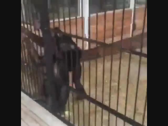 Хитрые обезьяны украли у девушки смартфон.