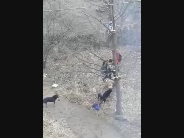 Стая бродячих собак загнала башкирских школьников на дерево.