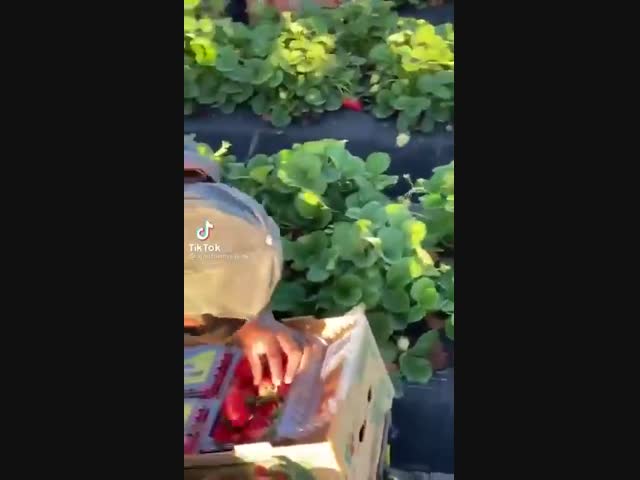 Дешёвый труд славян в Европе