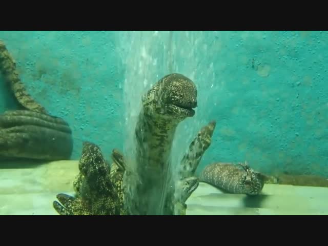 Мурена наслаждается гидромассажем