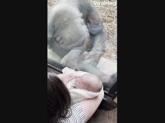 Горилла заинтересовалась младенцем