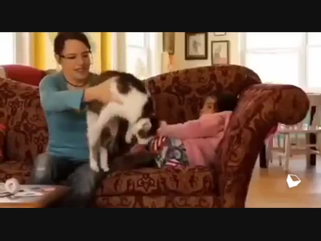 Как проходит день домашнего кота