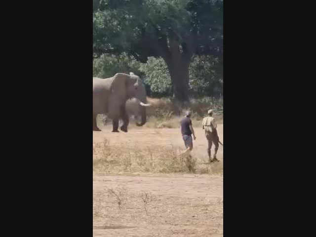 Слон - истеричка