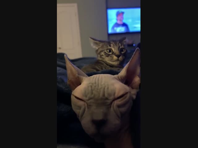 Жизнь инопланетянина