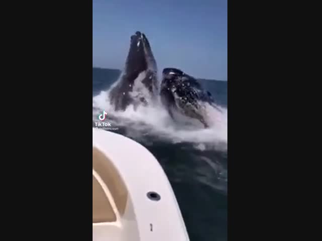 Когда рядом такое выныривает.... лодка и потонуть может. От кирпичей