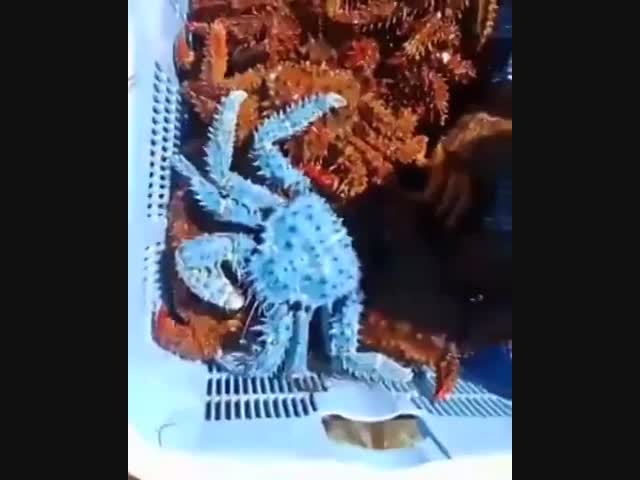 Рыбаки поймали синего краба на Шикотане
