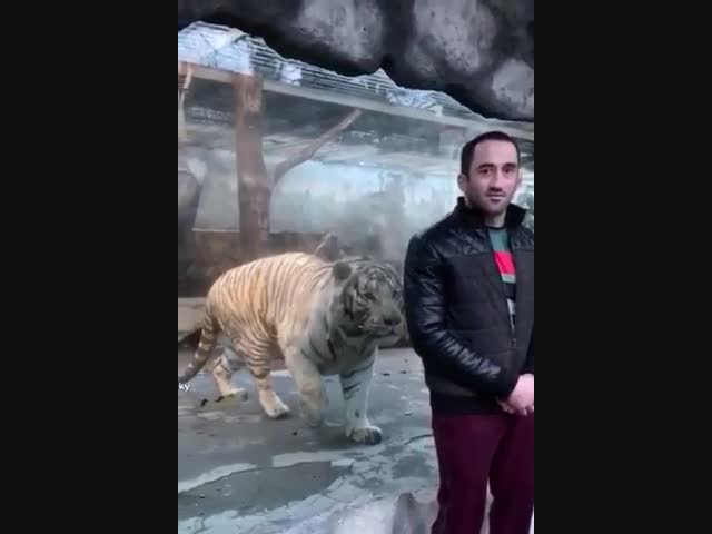 Тигр охотится на посетителя зоопарка