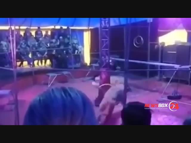 В Новосибирске львицы едва не загрызли дрессировщика на арене цирка