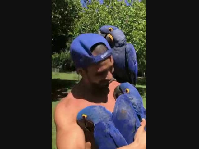 Из-за синей кепки попугаи считают этого человека своим