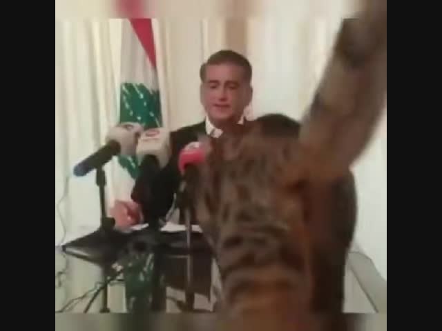 Домашний кот помешал выступлению ливанского политика