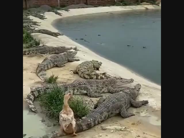 Когда страх забыл дома