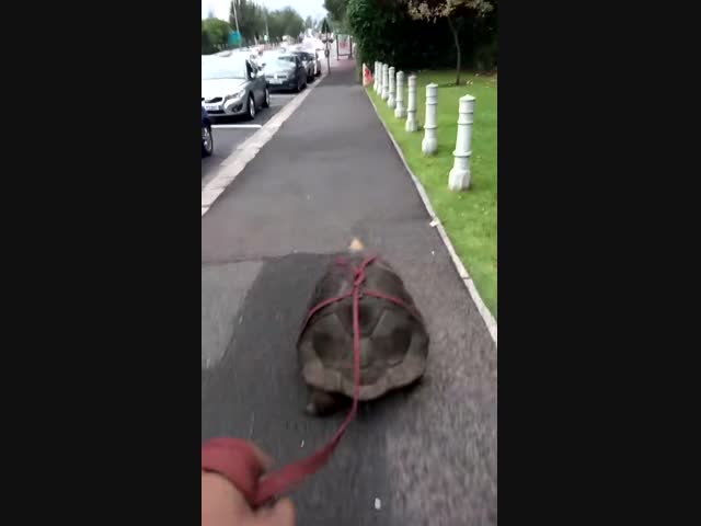 Черепаха на прогулке