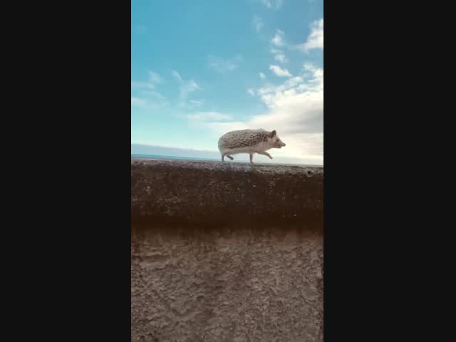 Ёжик куда-то спешит