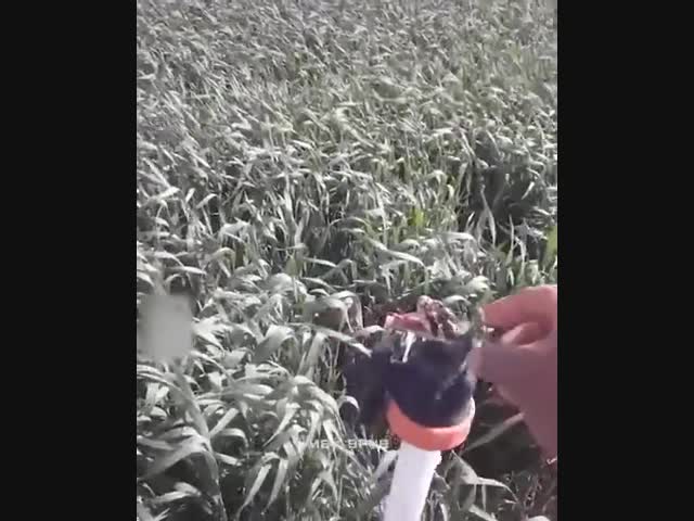 Змея устроила засор