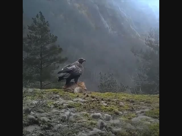 Бедная лиса...