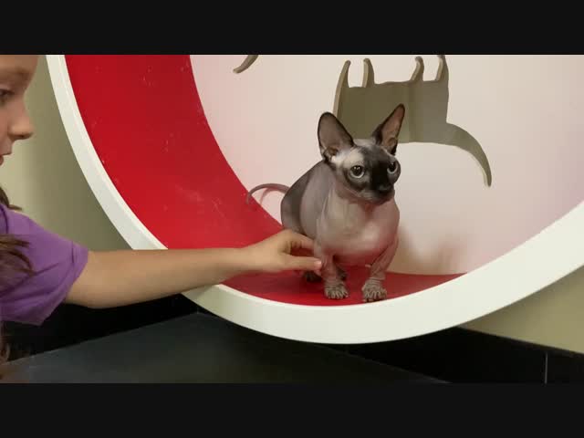 Как белка, простите, кот в колесе