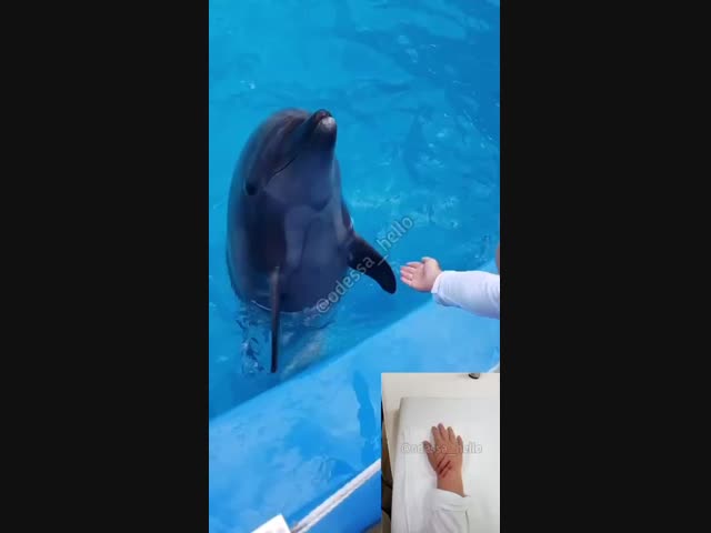 Одесские дельфины кушают детей