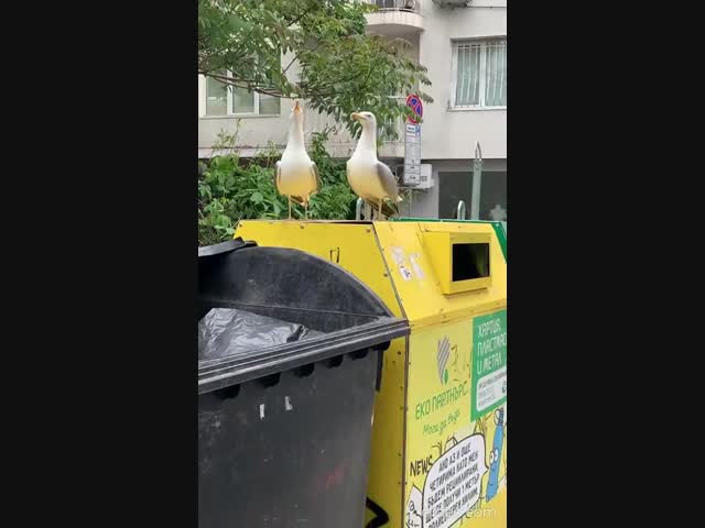 Чайки хохочут