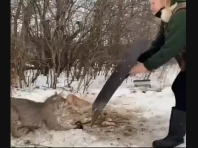 Спасение рыси из капкана