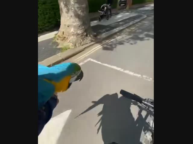 Велосипедист и его попугаи