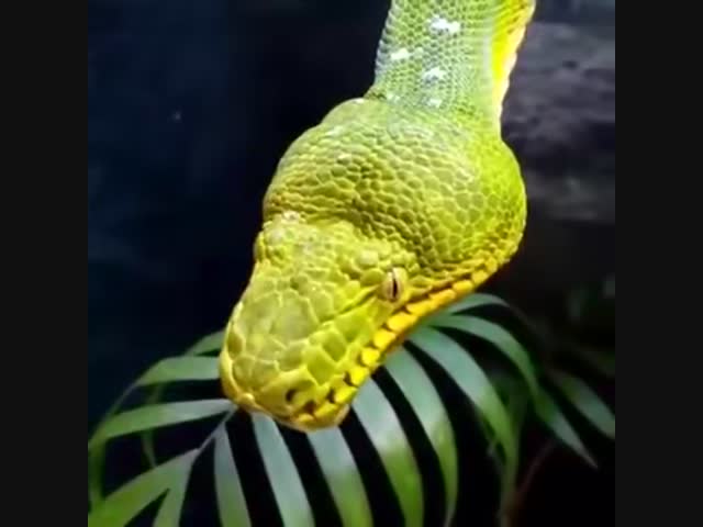 Змеи тоже зевают...