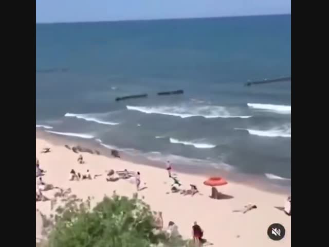 Семья кабанов на пляже