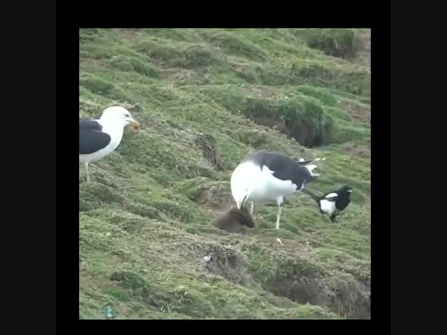 Сытный обед