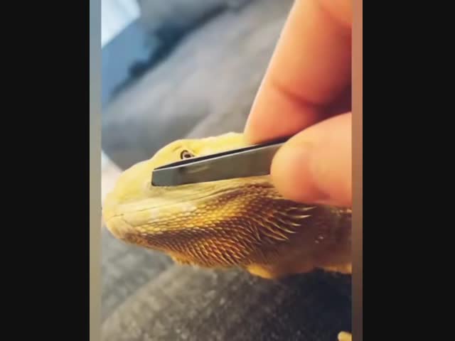 -Пора почистить носик!