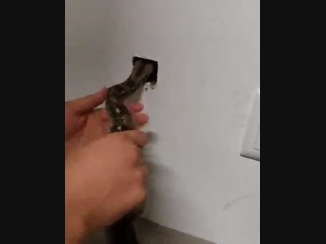 Как избавиться от грызунов без химии и ядов