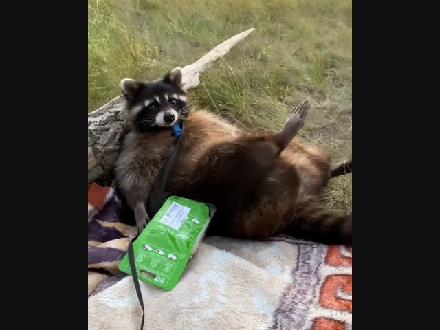 Когда жизнь удалась